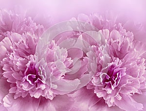 Floral light pink background. A bouquet of purple peonies flowers. Close-up. Flower composition.