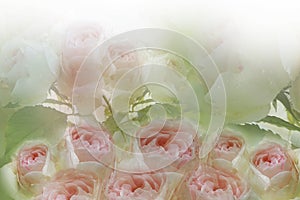 Floral light pink-white-green background of roses. A bouquet of fresh light pink roses after the rain. Close-up.