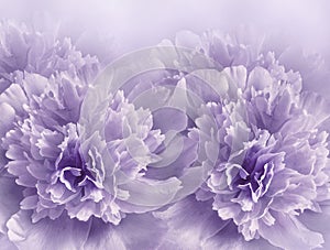 Floral  light  purple background. A bouquet of   purple  peonies  flowers.  Close-up.  Flower composition.