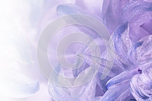 Floral light purple-white background. Flowers of white-blue-violet hyacinth close-up. Flower collage for postcard.