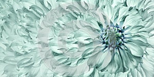 Floral light turquoise background. A bouquet of turquoise flowers dahlias. Close-up. floral collage. Flower composition.