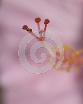 Floral macro, Hibiscus