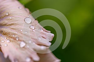 Floral macro with rain drops, soft pastel colors. Exotic garden closeup