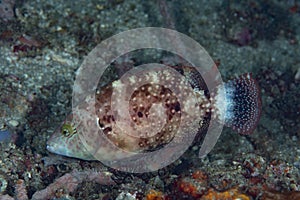 Floral Maori Wrasse Cheilinus chlorourus