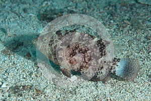 Floral Maori Wrasse Cheilinus chlorourus