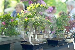 Miniature Bonsai Trees on the street market photo