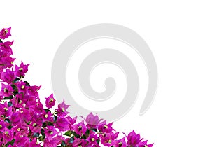 Floral mockup. Beautiful bougainvillia flowers isolated on white background. Space for your text. photo