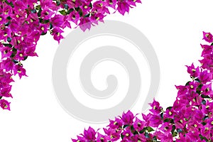 Floral mockup. Beautiful pink bougainvillia flowers isolated on white background. Space for your text. Top view. Flat lay.