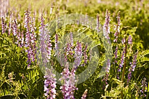 Floral natural background. lilac wildflowers in a beautiful sunset light close-up. forest flower meadow