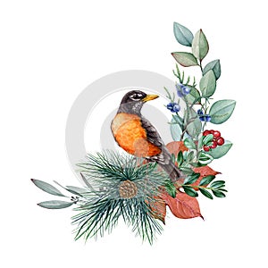 Floral natural decor with american robin bird. Watercolor vintage style illustration. Hand drawn robin bird, pine