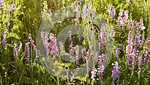 Floral natural panoramic banner. lilac wildflowers in a beautiful sunset light close-up. forest flower meadow