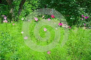 Floral natural summer background with cosmos bipinnatus blooming in the park among the trees