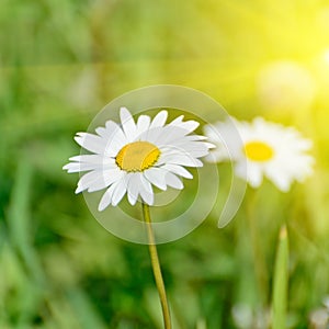 Floral nature daisy abstract background