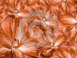 Floral orange background. A bouquet of cloves flowers. Close-up. Flower composition.