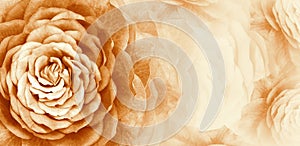 Floral orange background. A bouquet of yellow roses flowers. Close-up. floral collage. Flower composition.