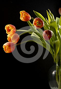 floral ornament of orange tulips on a black background