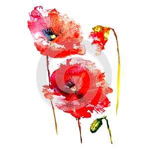 Floral painted poppy  illustration with white background  Ink and watercolor painting.