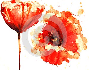 Floral painted poppy img