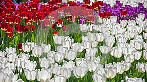 Floral palette of blooming tulip buds in the contoured sunlight