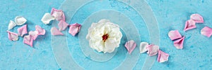 Floral panorama with a white rose and petals on a blue background