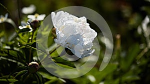 Floral panoramic banner. beautiful white peony on a blurred background close-up. summer mood, copy space