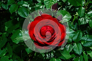Floral park. Red Rose on green leaves background, close up. Soft blurry background