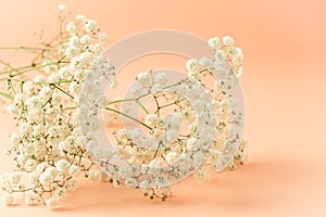 Floral pastel background. Gypsophila - white small flowers, used for floral arrangements.