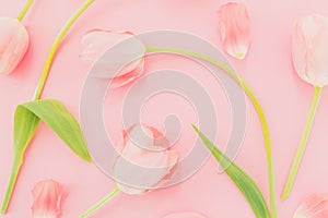 Floral pastel background with tulips flowers on pink background. Flat lay, top view. Spring time background.