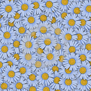 Floral pattern of bright summer daisies close up, flower  composition, not seamless