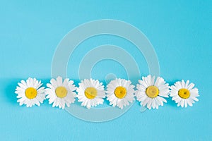 Floral pattern with daisy flowers on blue background.