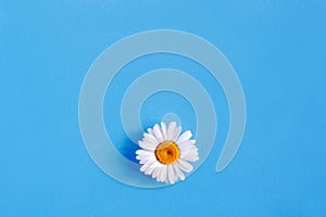 Floral pattern with daisy flowers on blue background.