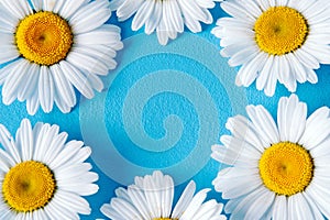 Floral pattern with daisy flowers on blue background.