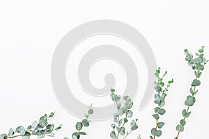 Floral pattern of eucalyptus leaves isolated on white background. Flat lay, top view