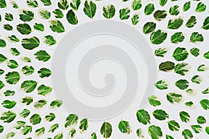 Floral pattern made of green leaves, branches on white background. Flat lay, top view. Leaf pattern texture.