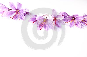 Floral pattern made of the pink saffron crocus. Flat lay, top view. Valentine's background. Floral pattern. The