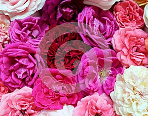 Floral pattern made of roses. Flat lay, top view. Valentine\'s background.