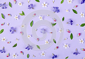 Floral pattern made of spring white and violet flowers, green leaves and pink buds on pastel lilac background. Flat lay