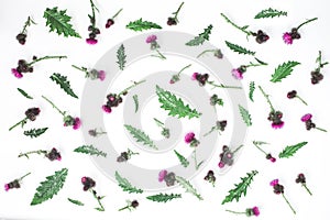 Floral pattern made of thistle with pink and purple flowers, green leaves, branches and thorns on white background. Flat lay, top