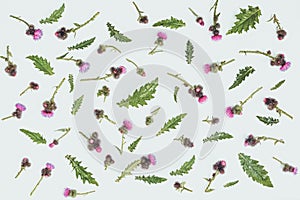 Floral pattern made of thistle with pink and purple flowers, green leaves, branches and thorns on white background. Flat lay, top