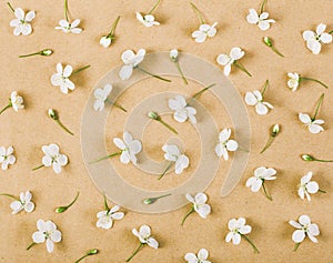 Floral pattern made of white spring flowers and buds on brown paper background. Flat lay.