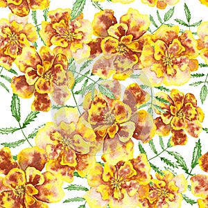 Floral pattern with marigolds Patula, Tagetes. photo