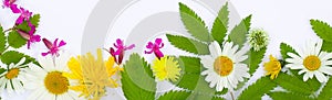 Floral pattern with meadow flowers for tea daisy flowers leaves and petals on gray white background. Flower pattern flat