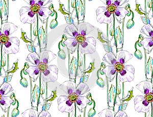 Floral pattern with a poppy flowers on a white background