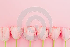 Floral pattern with tulips flowers on pink pastel background. Flat lay, top view. Spring time background.