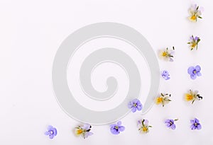 Floral pattern on a white background, small white yellow flowers
