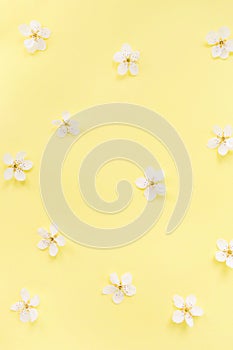 Floral pattern of white spring or summer flowers on yellow background