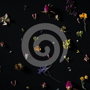 floral pattern of wild small flowers on a black background