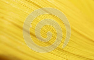 Floral petal texture in yellow color. macro photo.