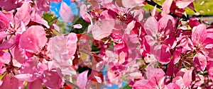 Flowers pink apple blossom red  white petal  flowering tree branch against a blue sky big   banner
