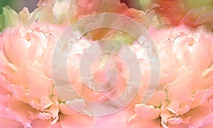 Floral  pink   background. Flowers and peony petals. Flower composition.